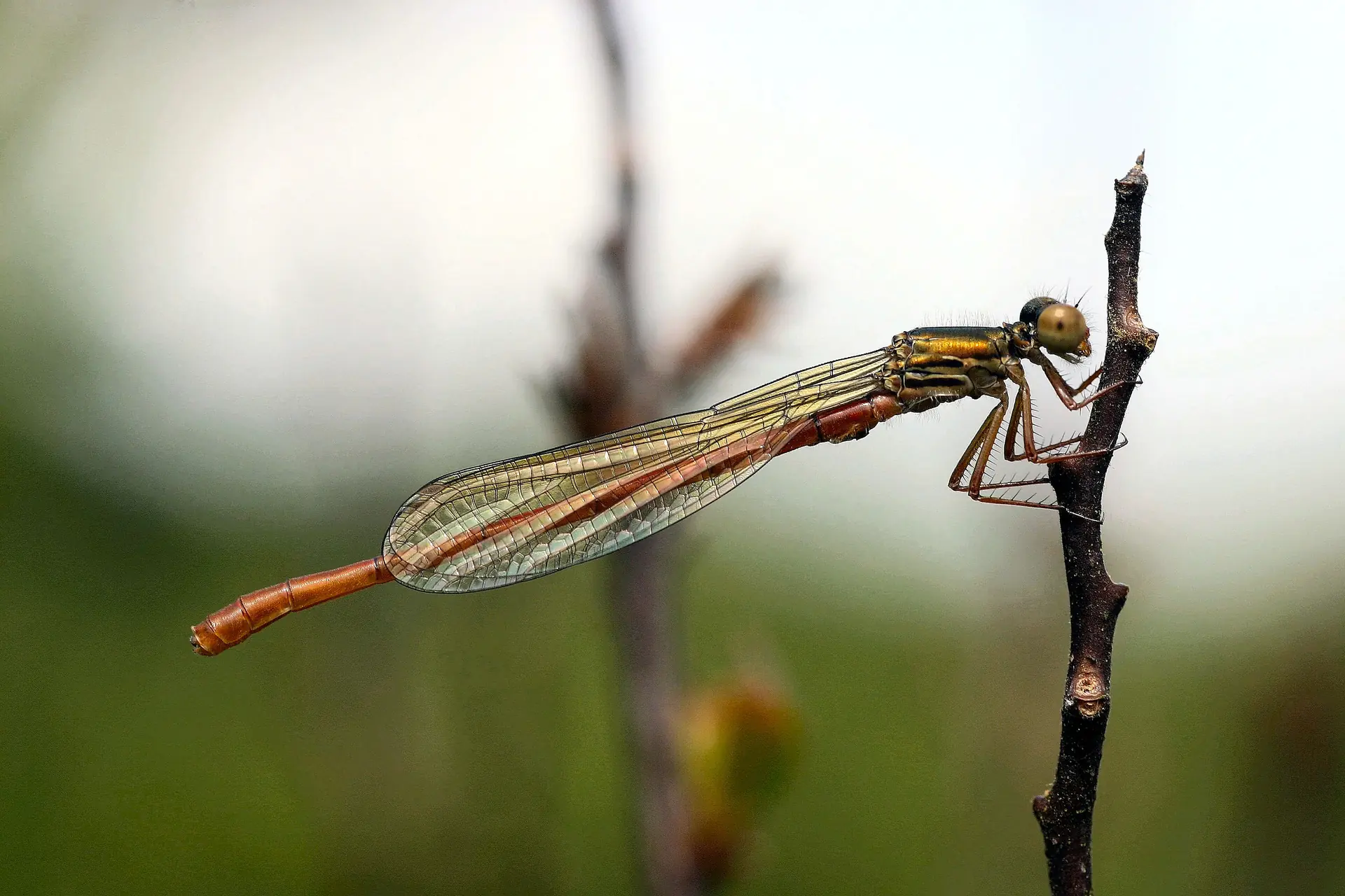 Male Small Red © Allan Brandon